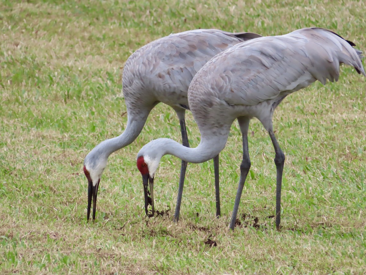 kanadatrane - ML647326601