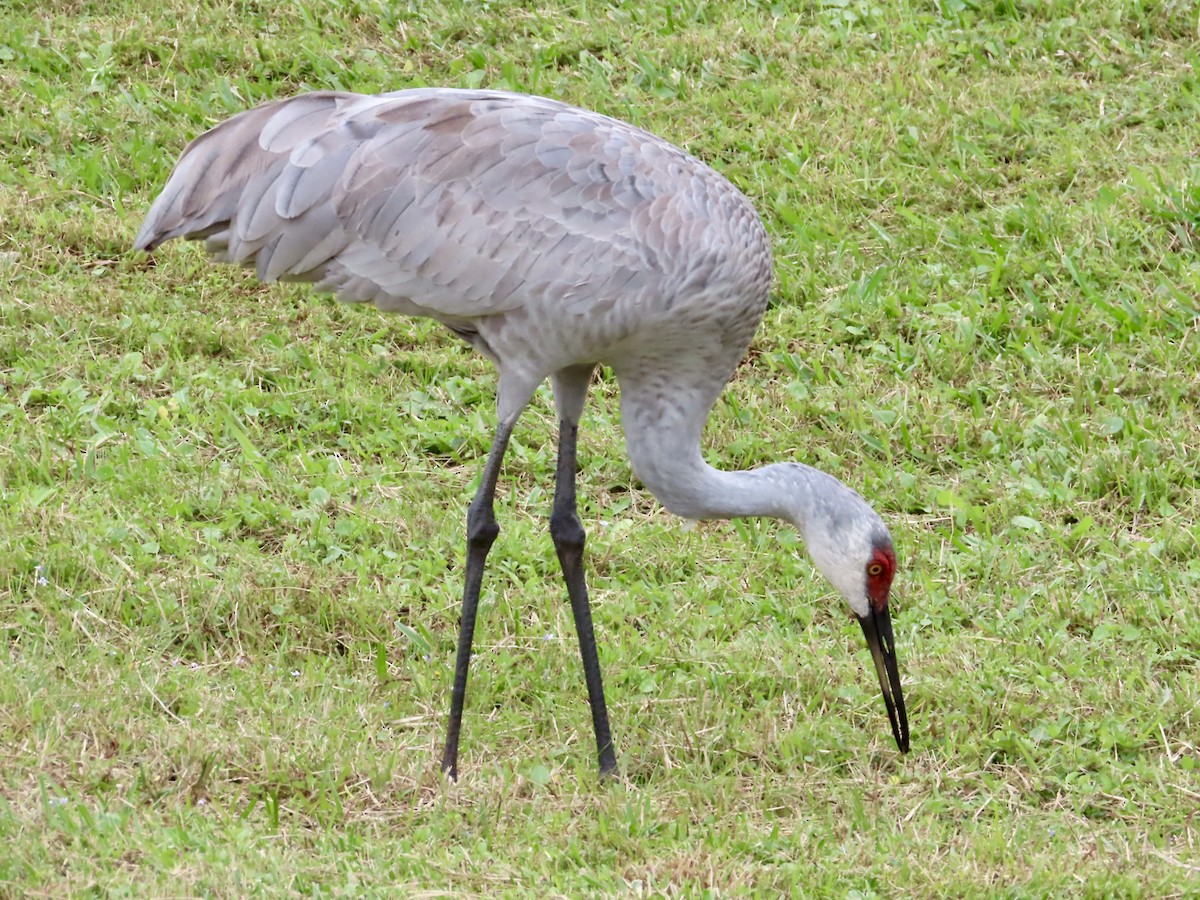 kanadatrane - ML647326602