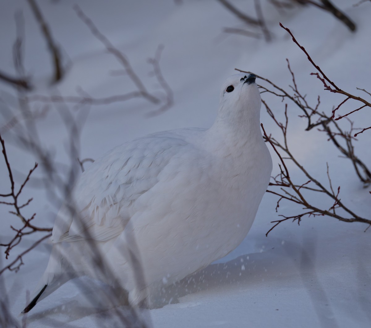 Lagópodo Común - ML647326611