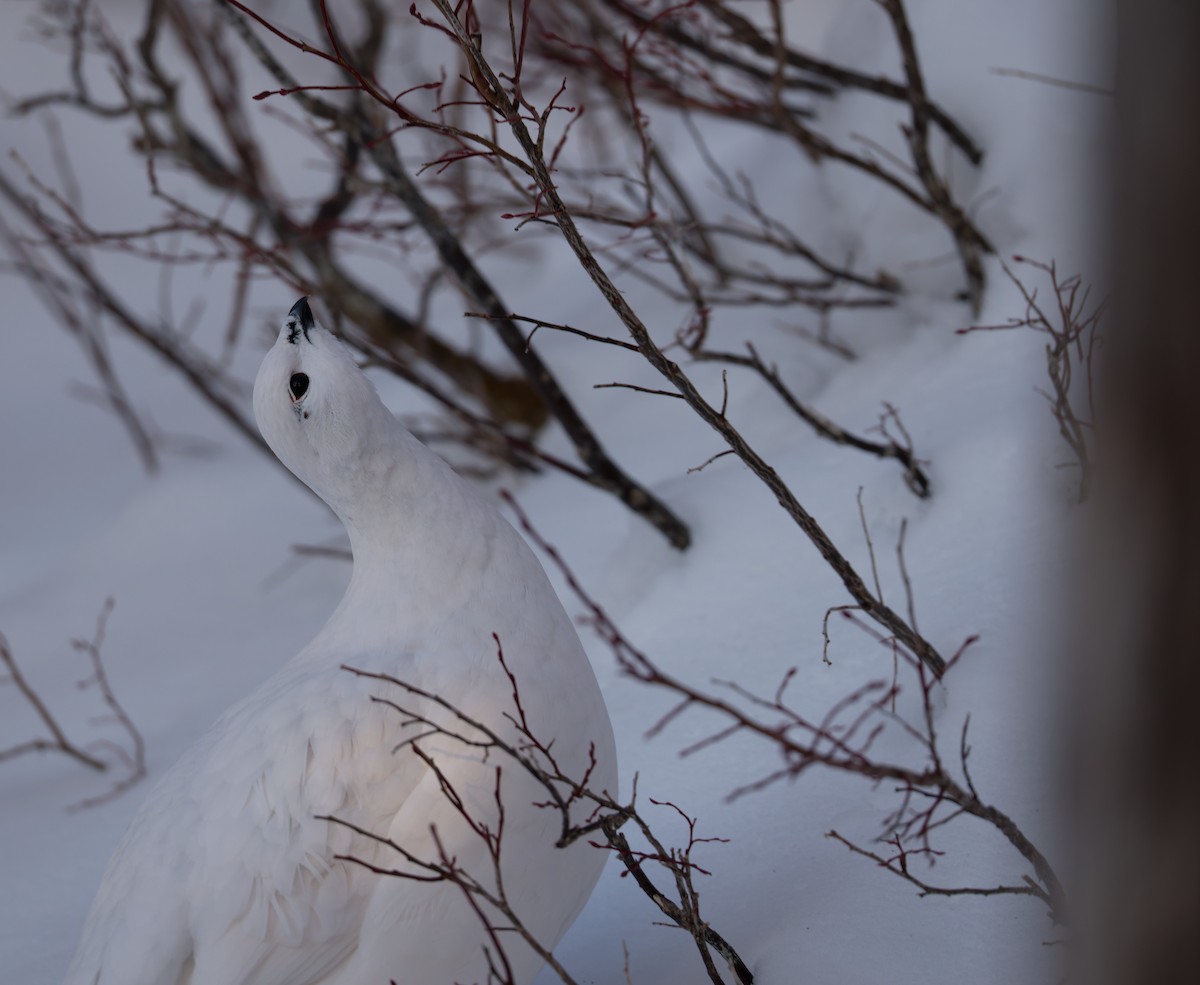 Lagópodo Común - ML647326613