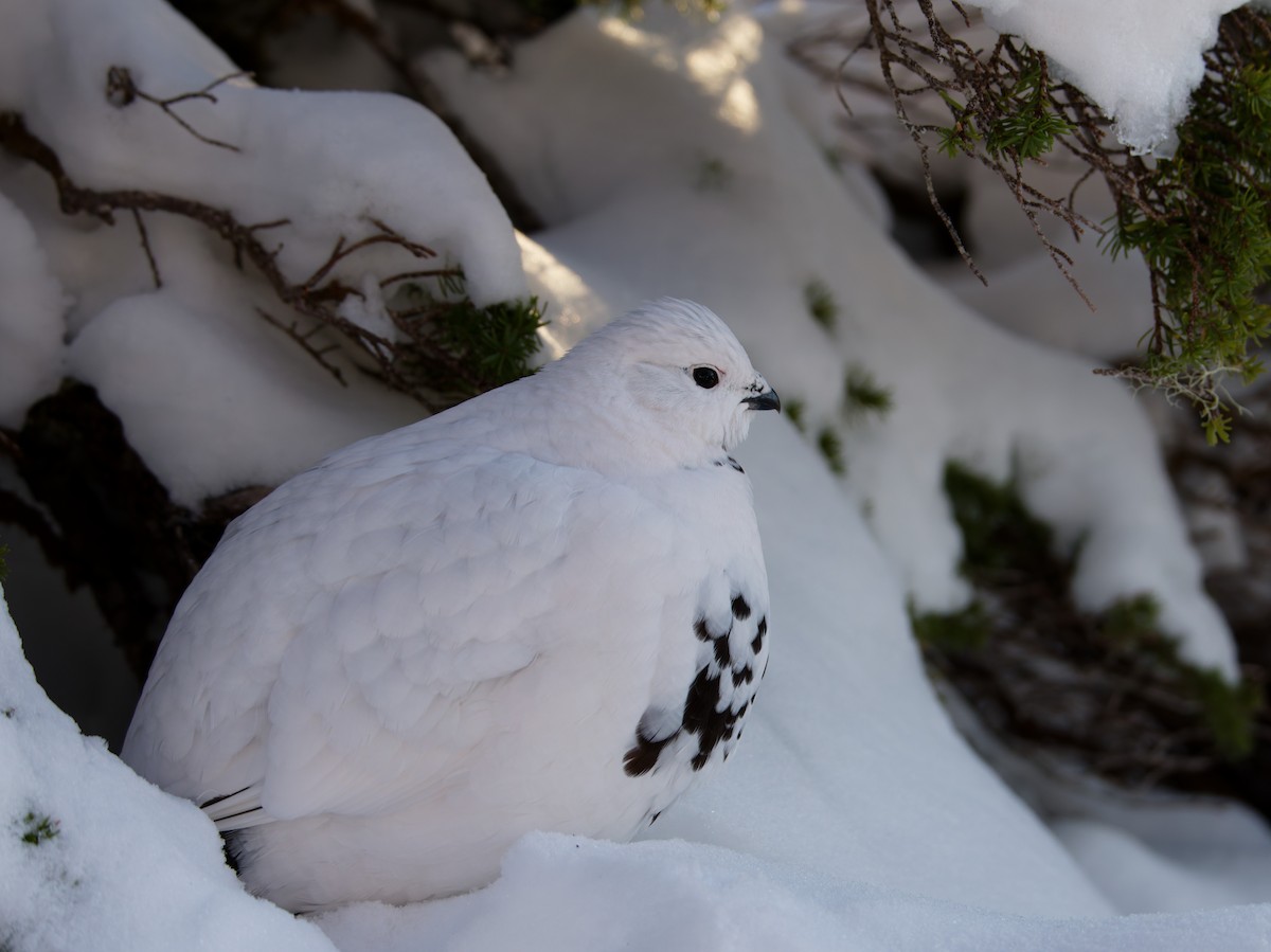 Lagópodo Común - ML647326614