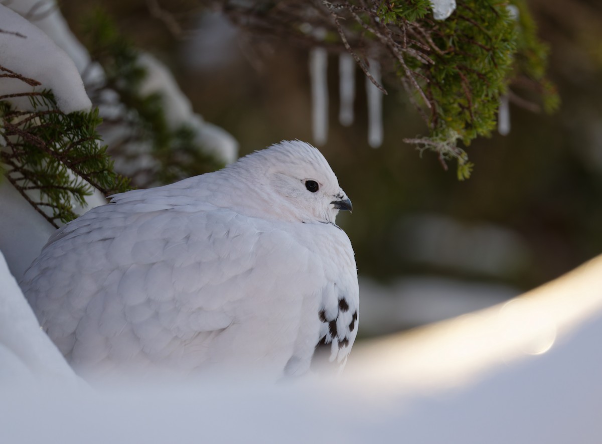 Lagópodo Común - ML647326617