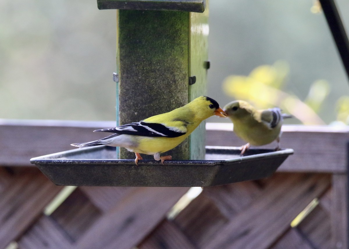 Chardonneret jaune - ML647326618