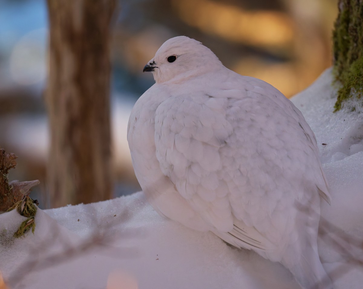 Lagópodo Común - ML647326619