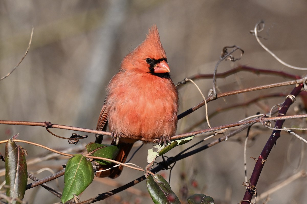 Красный кардинал - ML647326621