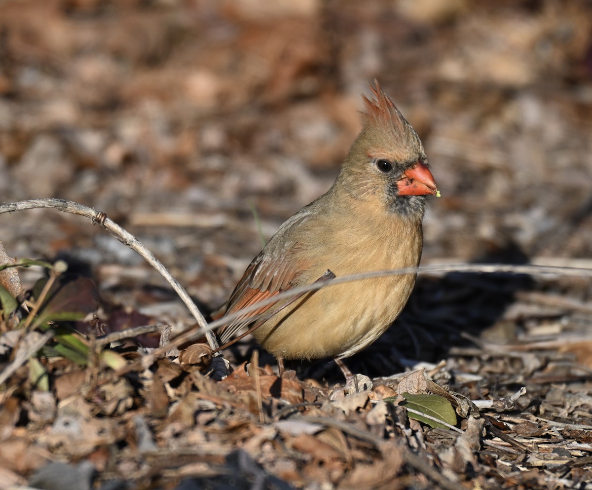 Красный кардинал - ML647326622