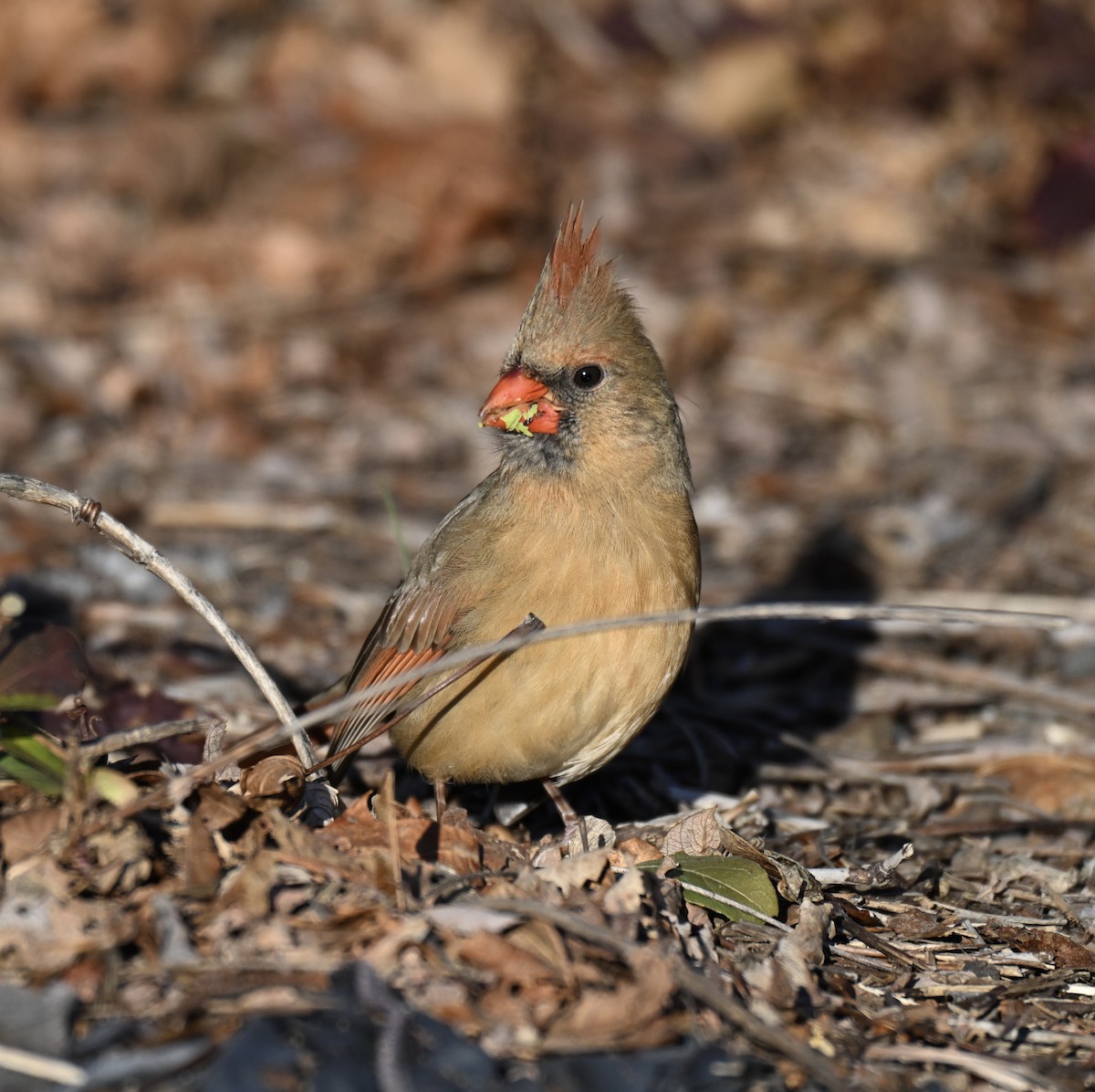 Красный кардинал - ML647326623