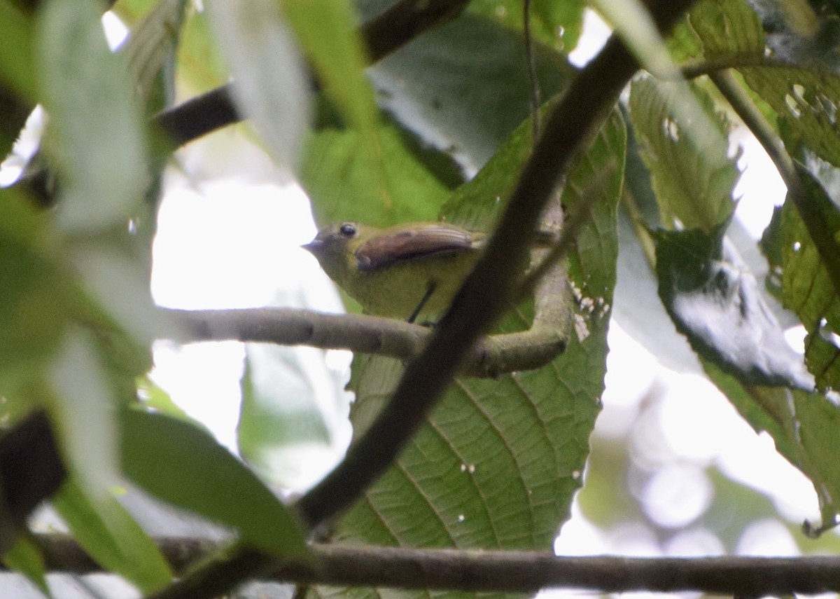 Barred Becard - ML647326624