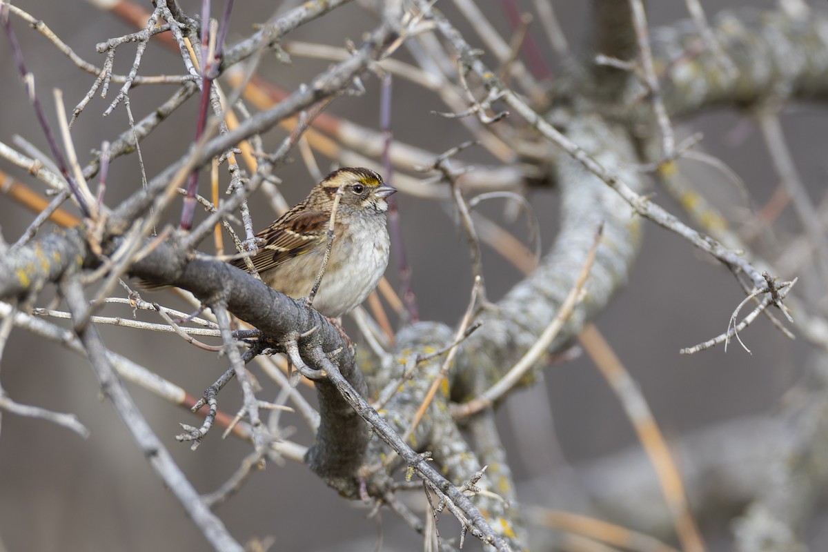 White-throated Sparrow - ML647326633