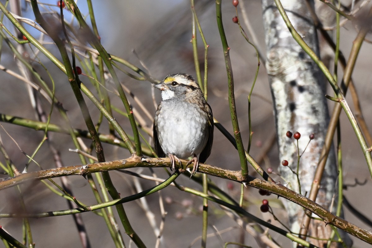 Белогорлая зонотрихия - ML647326639