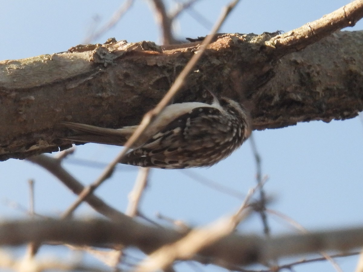 アメリカキバシリ - ML647326644