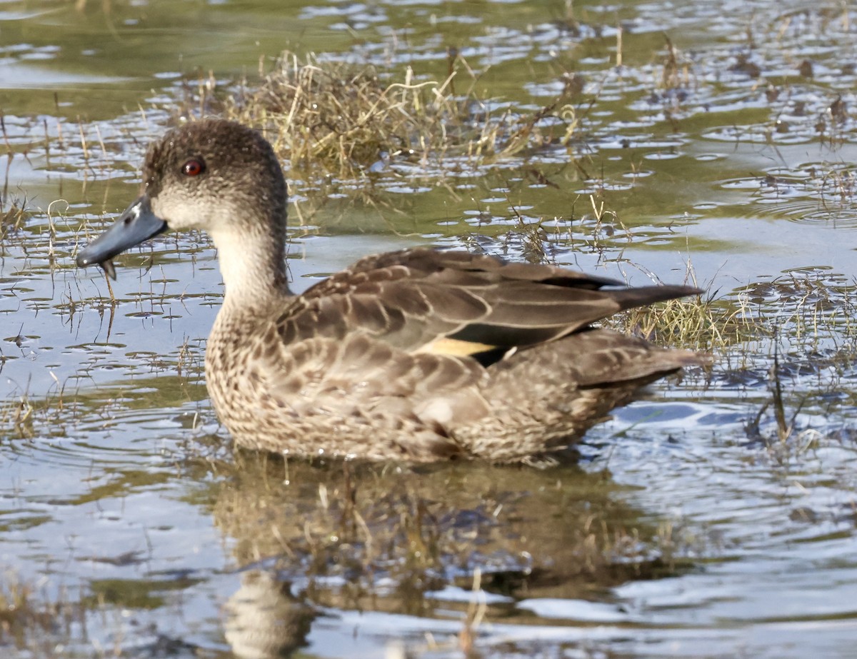 Sarcelle australasienne - ML647326651