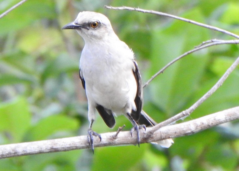 Tropikal Taklitçi - ML647326660