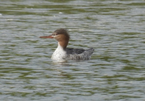 Tarakdiş - ML647326661