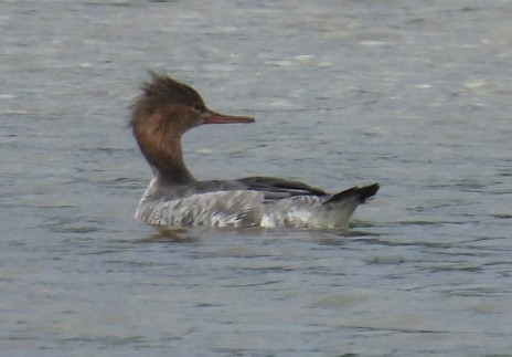 Tarakdiş - ML647326662