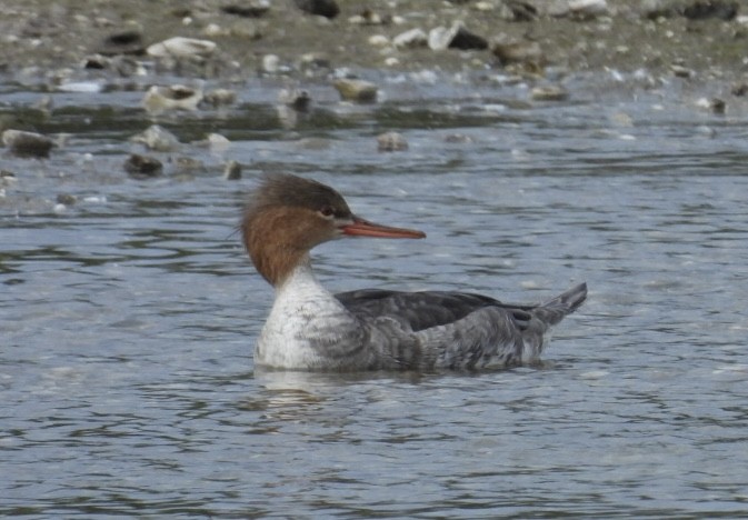 Tarakdiş - ML647326663