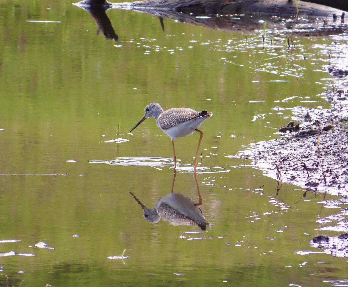 Greater Yellowlegs - ML647326664