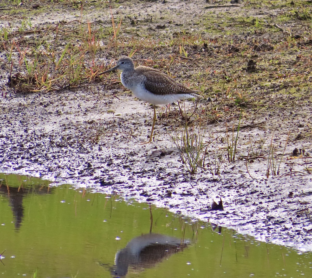 Greater Yellowlegs - ML647326665