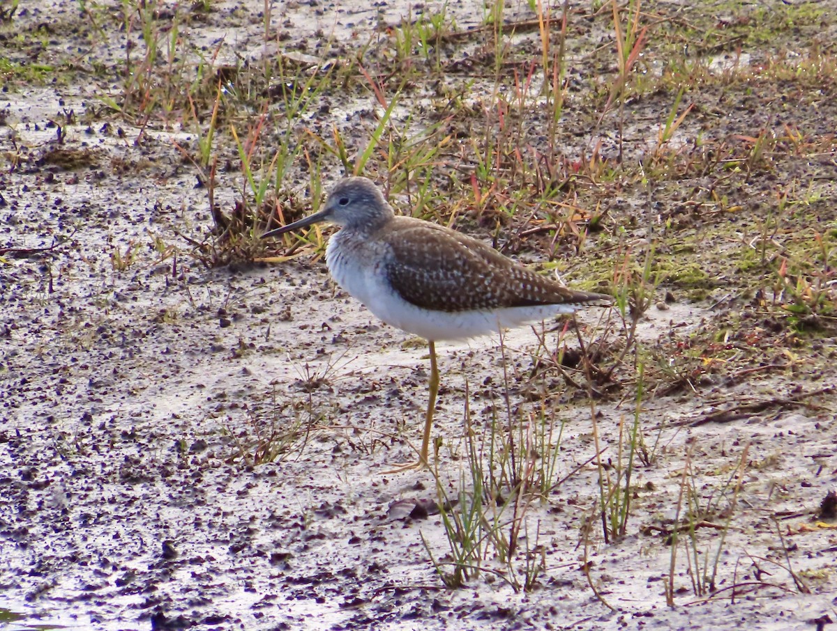 Greater Yellowlegs - ML647326666
