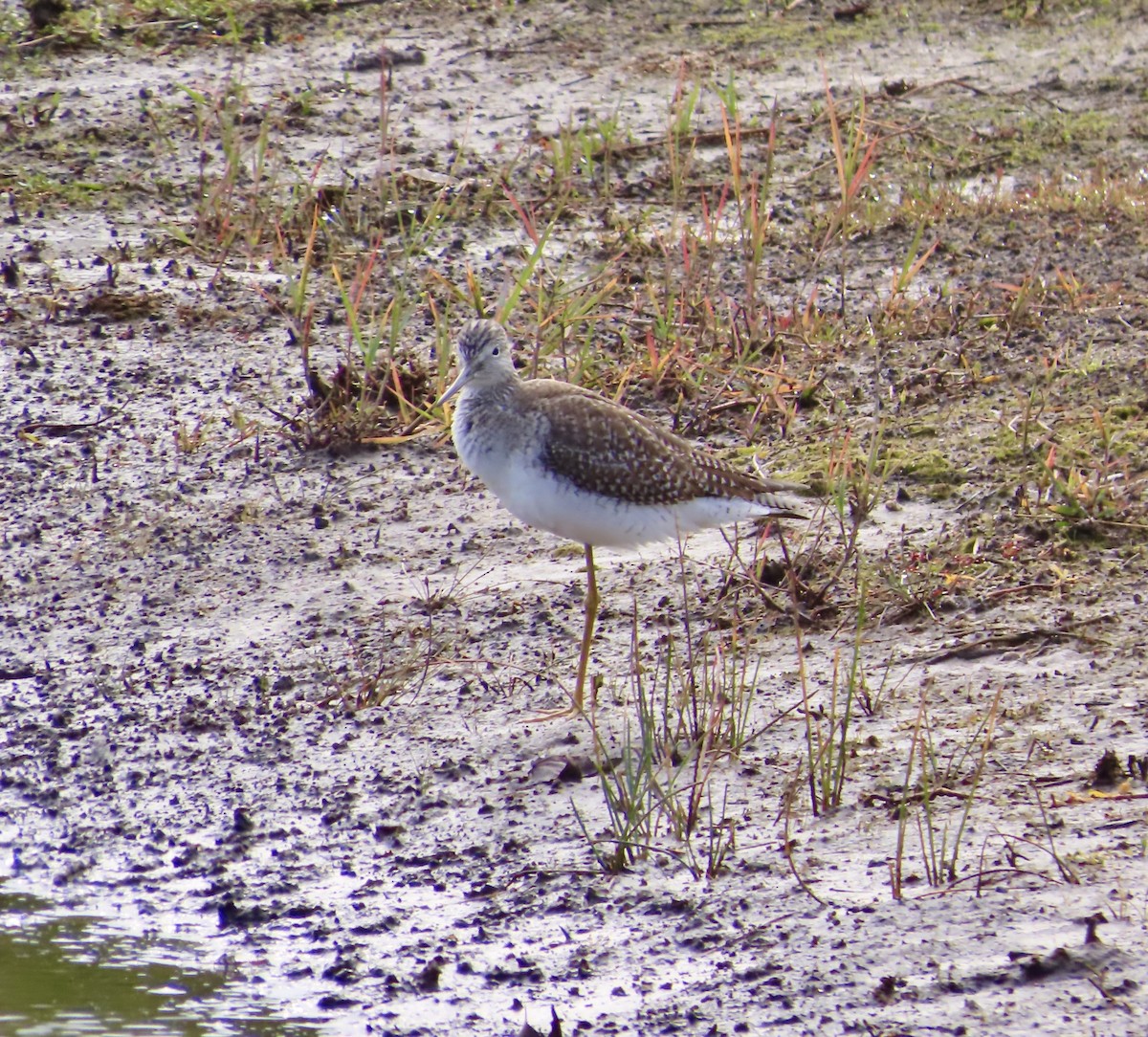 Greater Yellowlegs - ML647326667