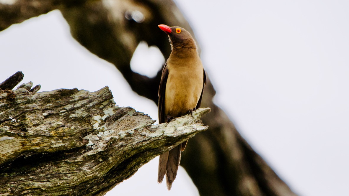 rødnebboksehakker - ML647326673