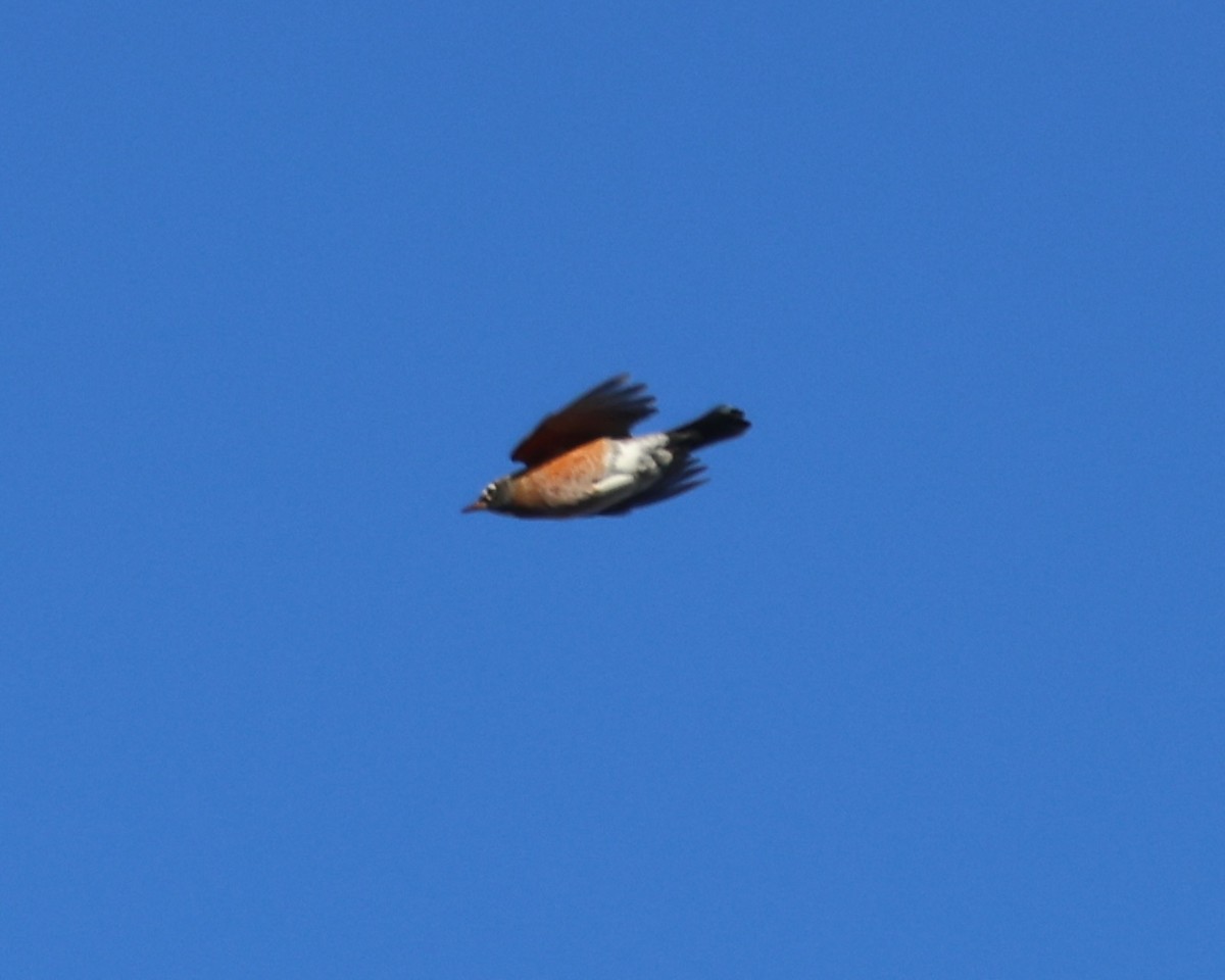 drozd stěhovavý - ML647326679