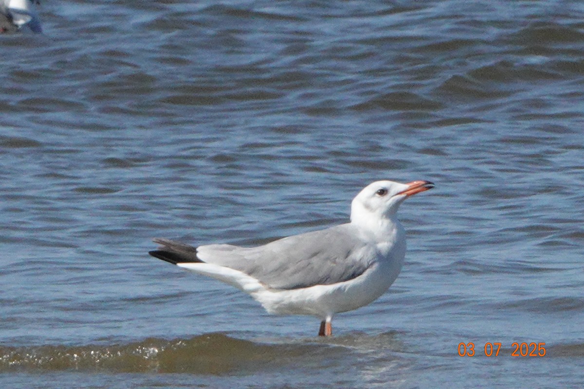 Gray-hooded Gull - ML647326686