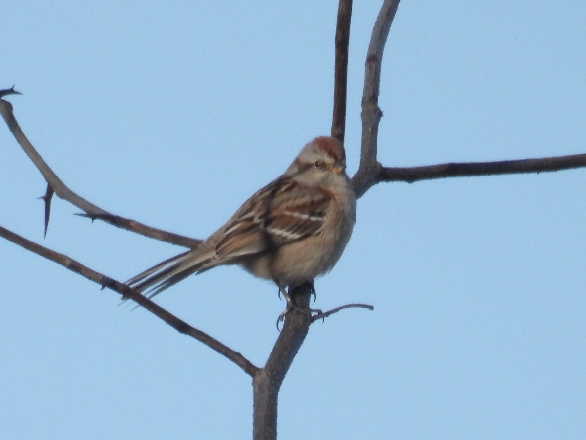 ムナフヒメドリ - ML647326696