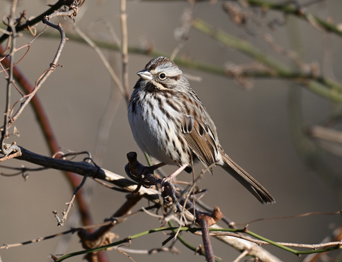 Певчая овсянка - ML647326717