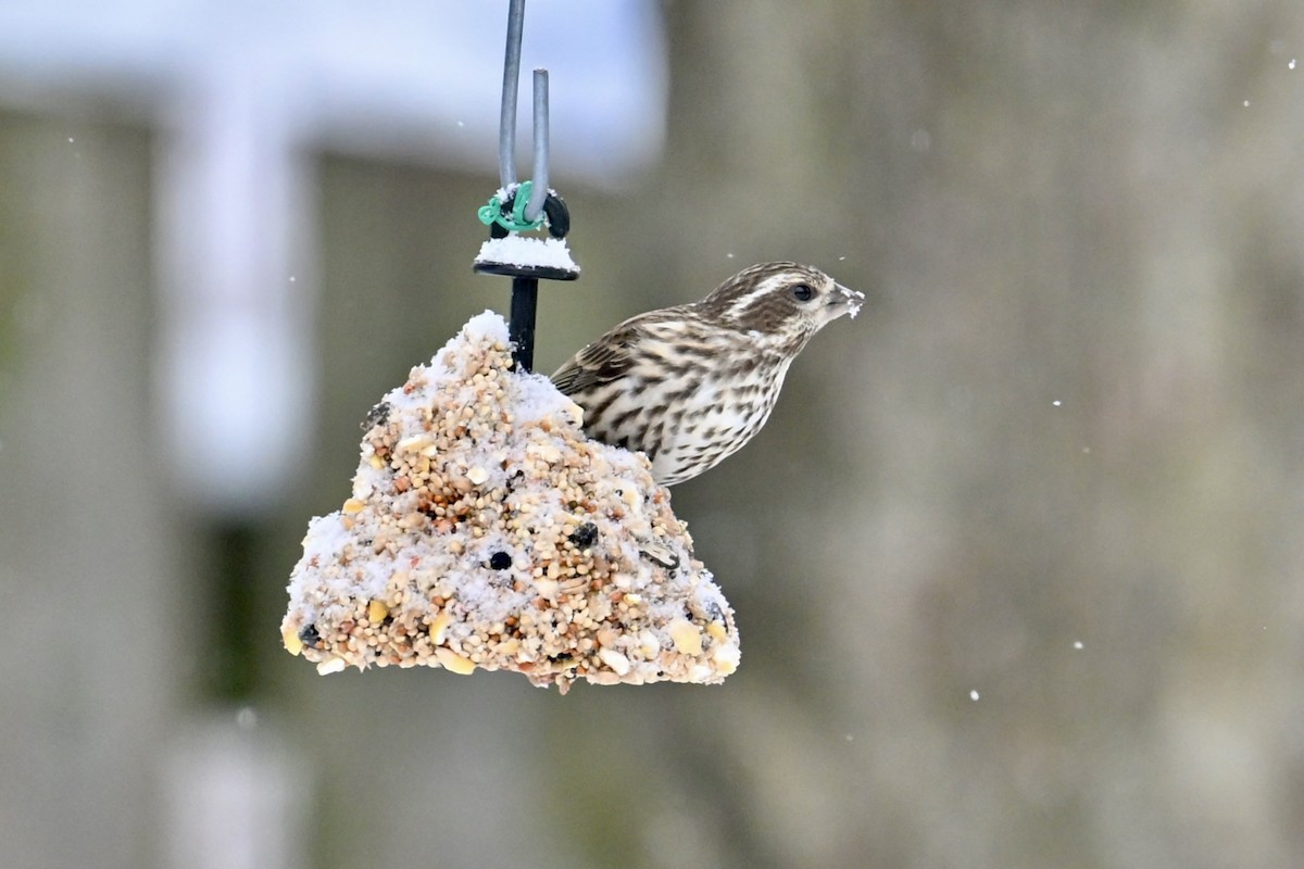 Purple Finch - ML647326722