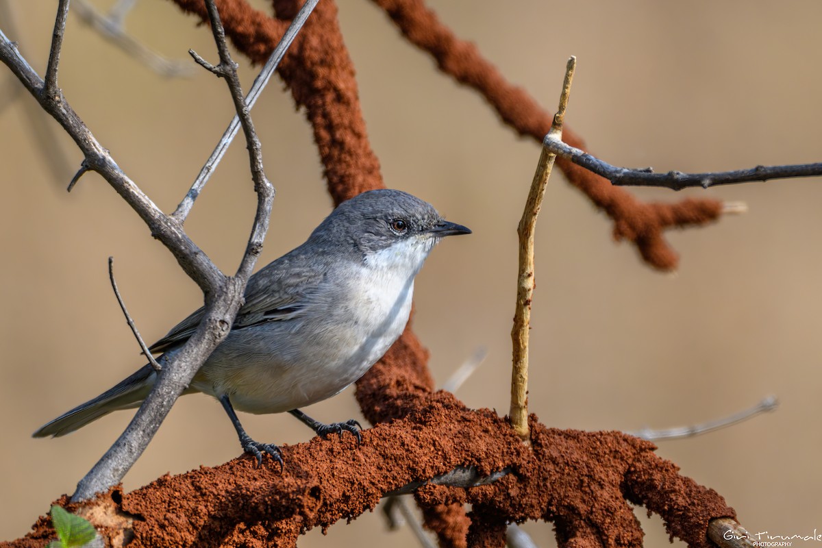 Lesser Whitethroat - ML647326724