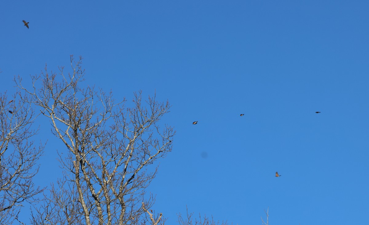 drozd stěhovavý - ML647326726