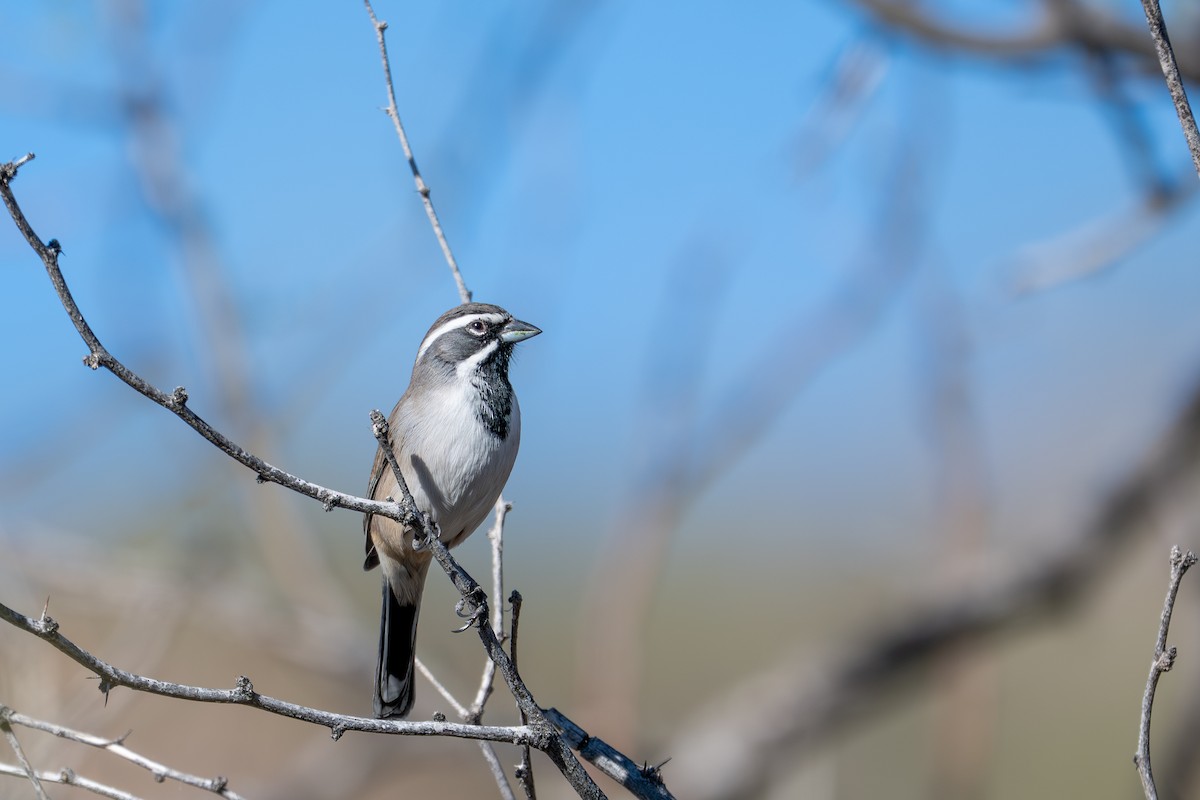 ノドグロヒメドリ - ML647326727