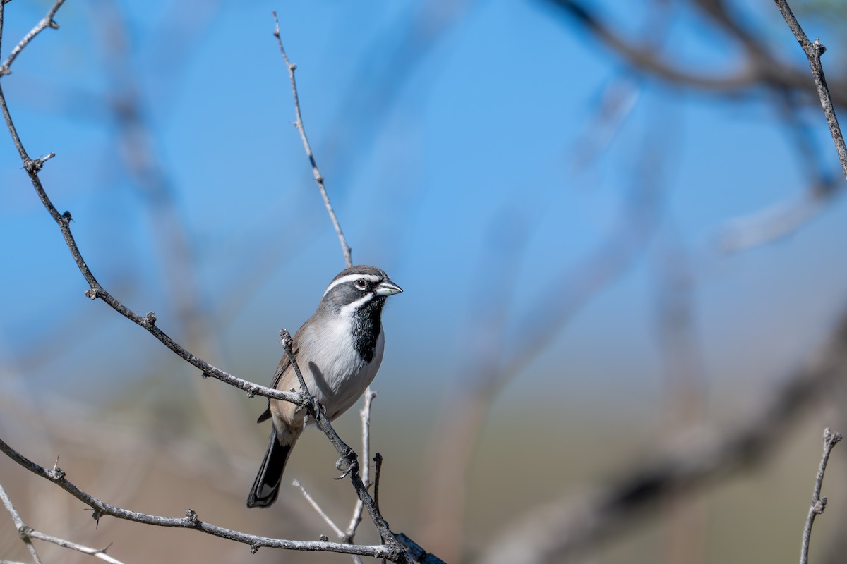 ノドグロヒメドリ - ML647326728