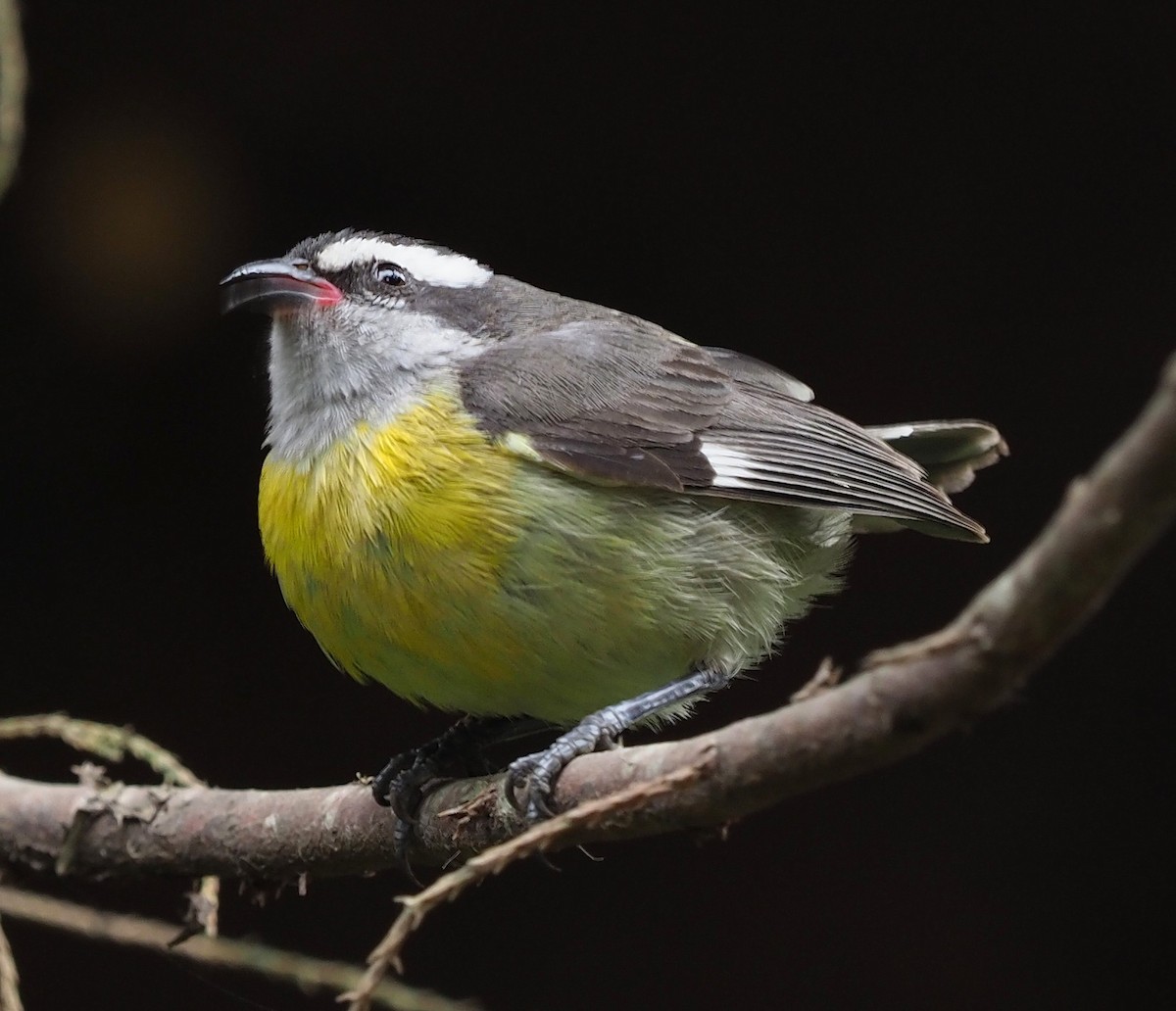 Bananaquit - ML647326730