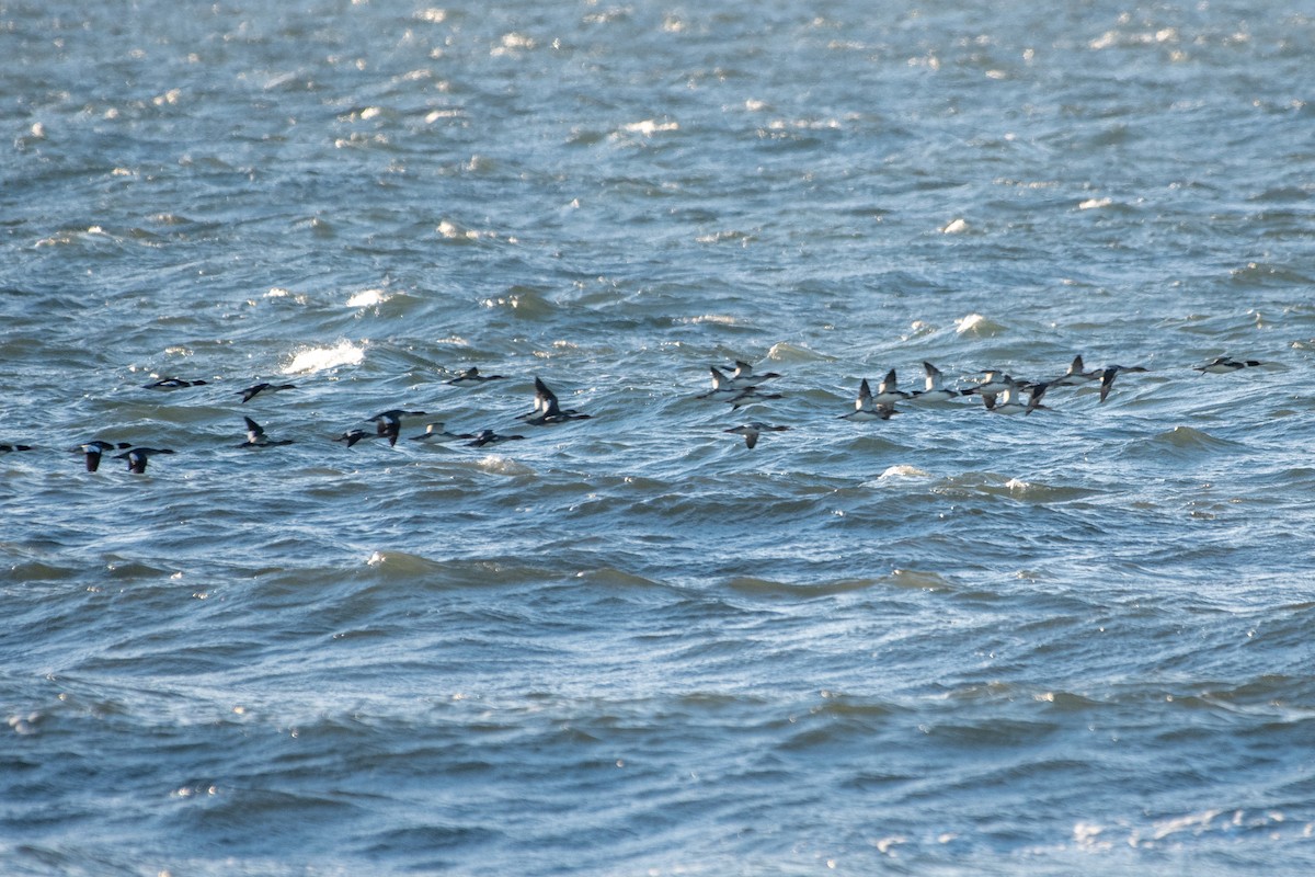 Tarakdiş - ML647326731