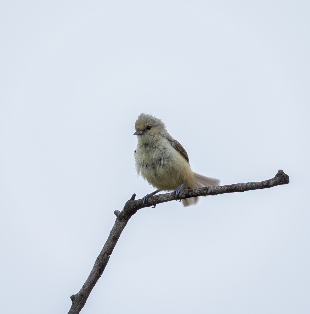 African Penduline-Tit - ML647326741