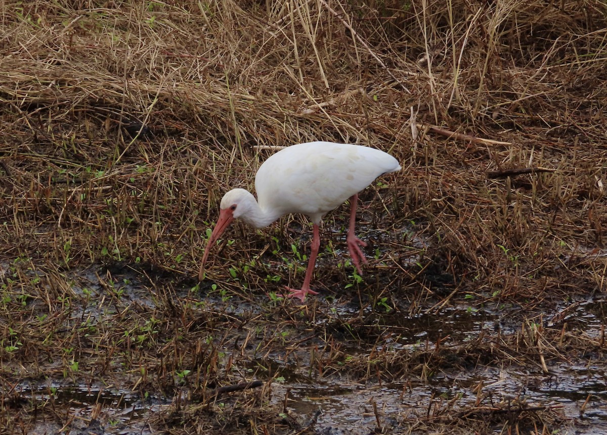 White Ibis - ML647326742