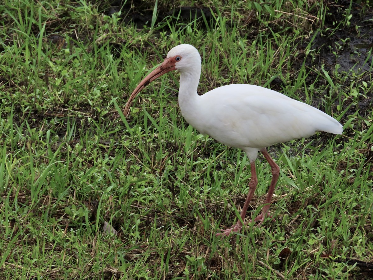 White Ibis - ML647326743