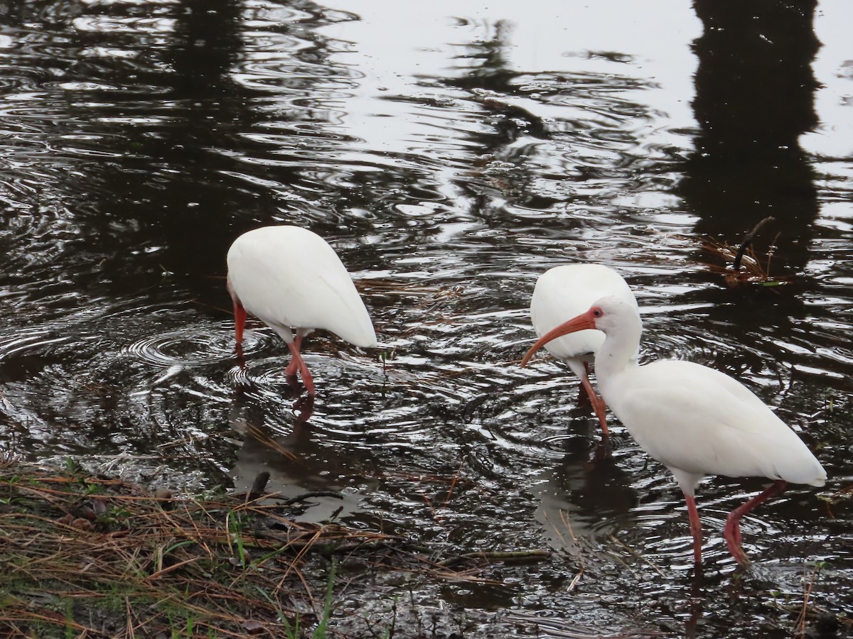 White Ibis - ML647326744