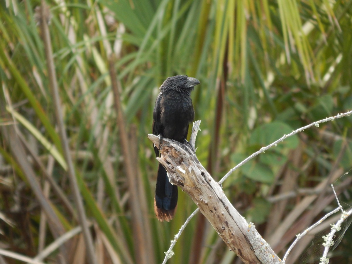 Groove-billed Ani - ML647326751