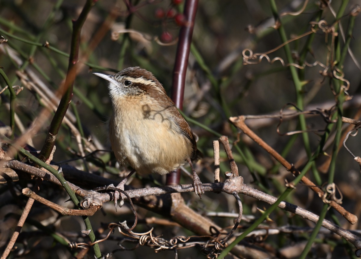 Каролинский крапивник - ML647326755