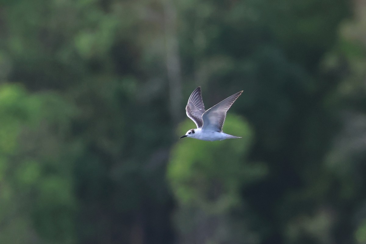 White-winged Tern - ML647326759