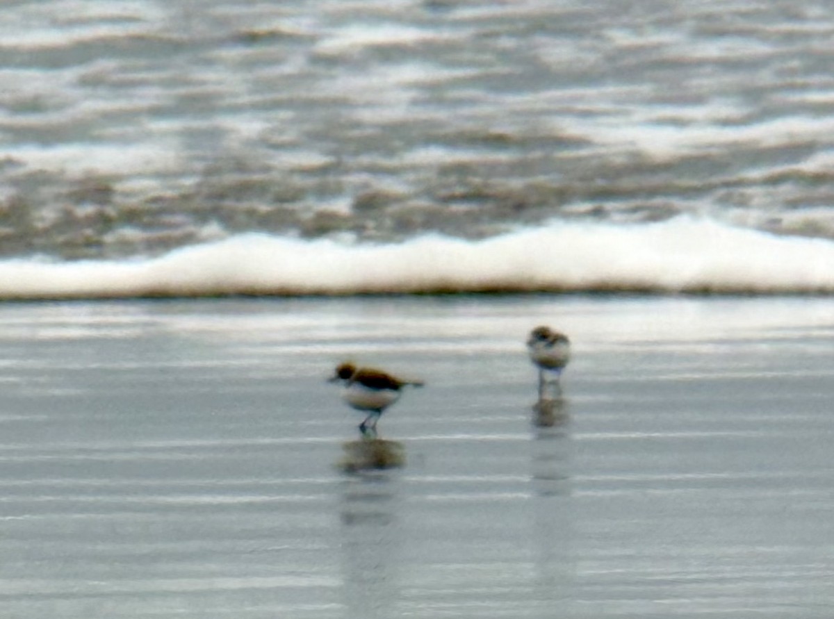 Snowy Plover - ML647326769