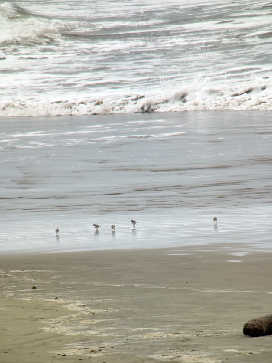 Snowy Plover - ML647326770