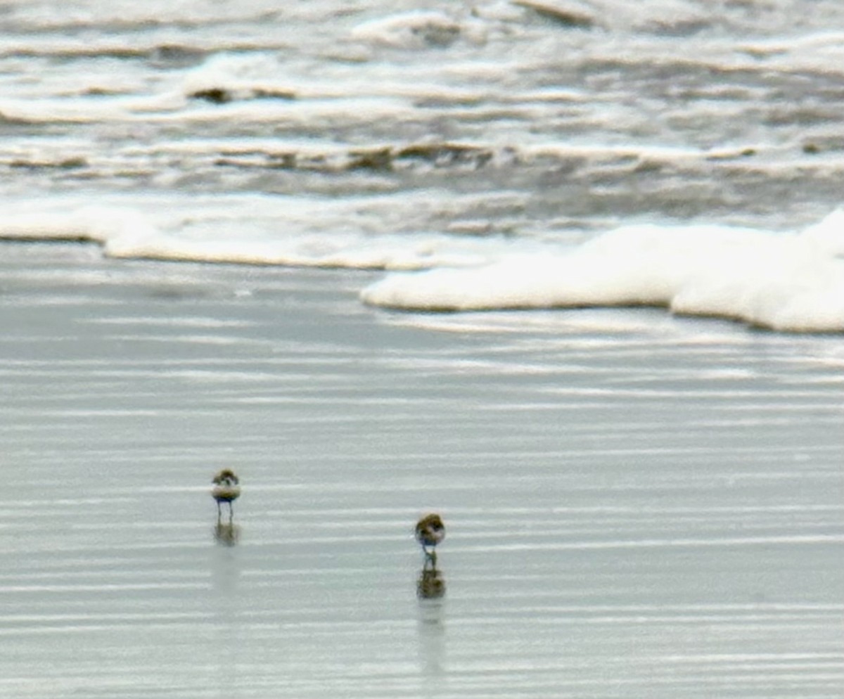 Snowy Plover - ML647326771