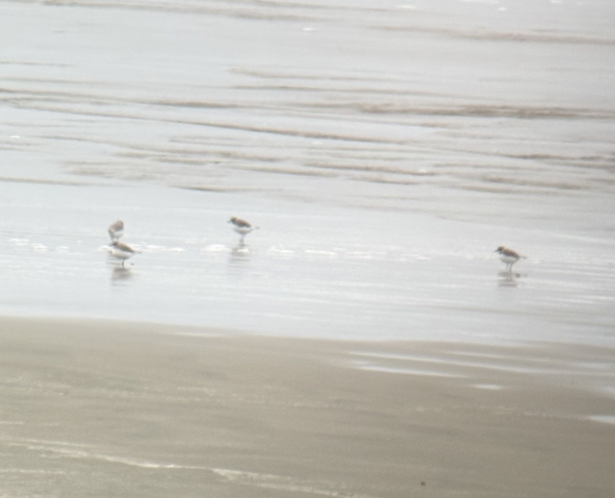 Snowy Plover - ML647326776