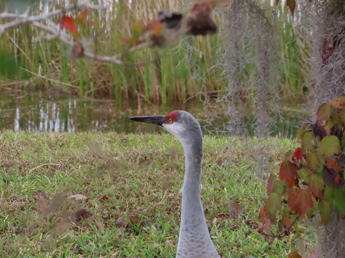 kanadatrane - ML647326777