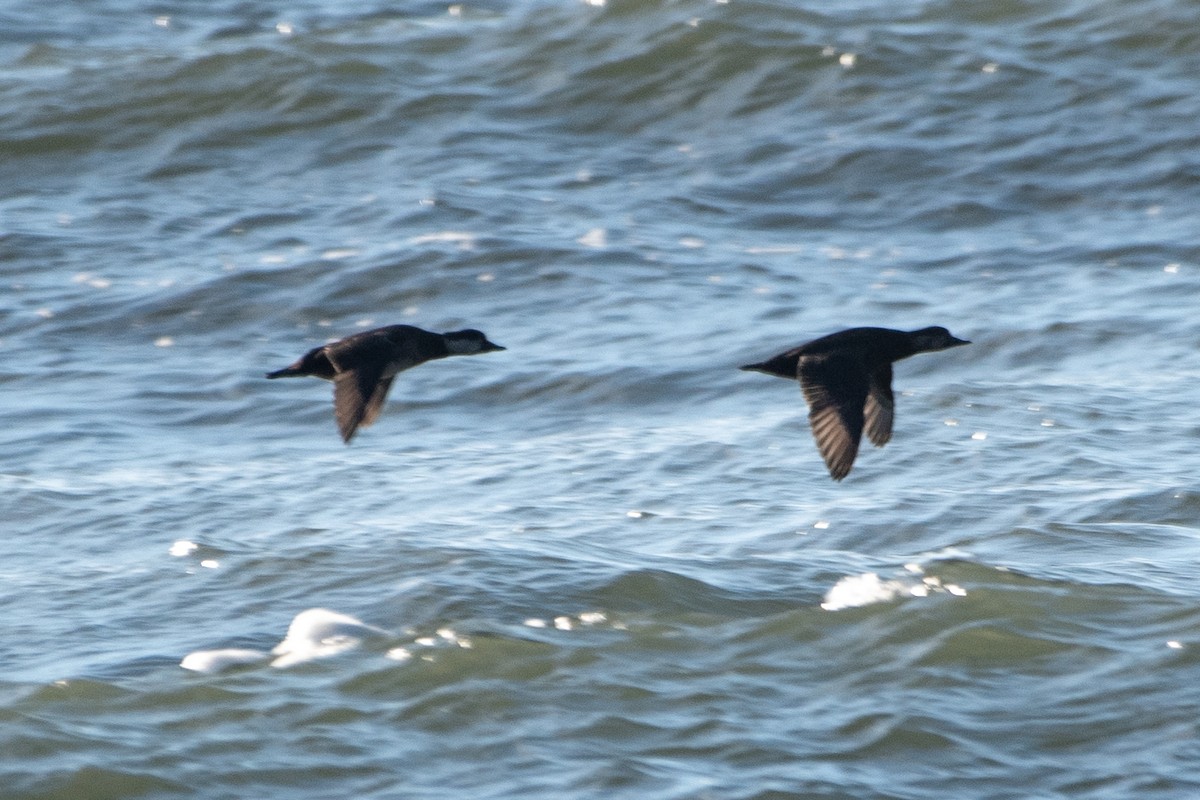 Amerika Kara Ördeği - ML647326778