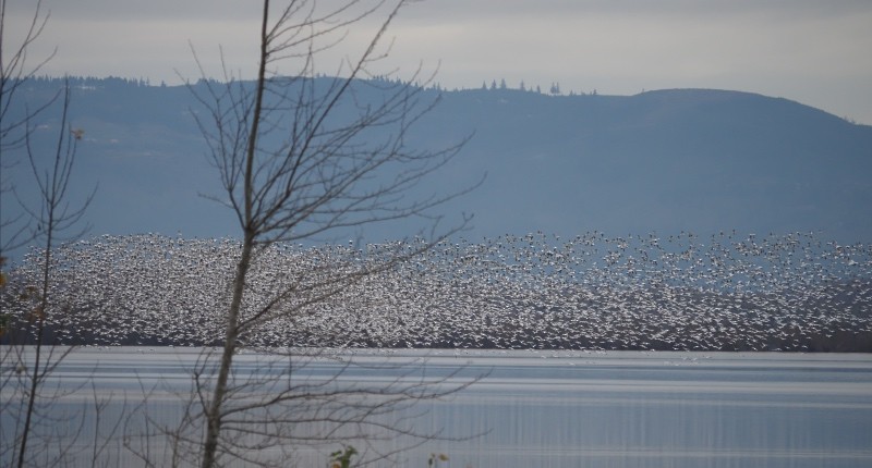 Snow Goose - ML647326782